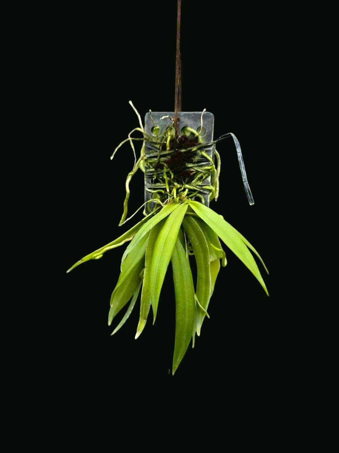 Grosourdya appendiculata - Grosourdya appendiculata