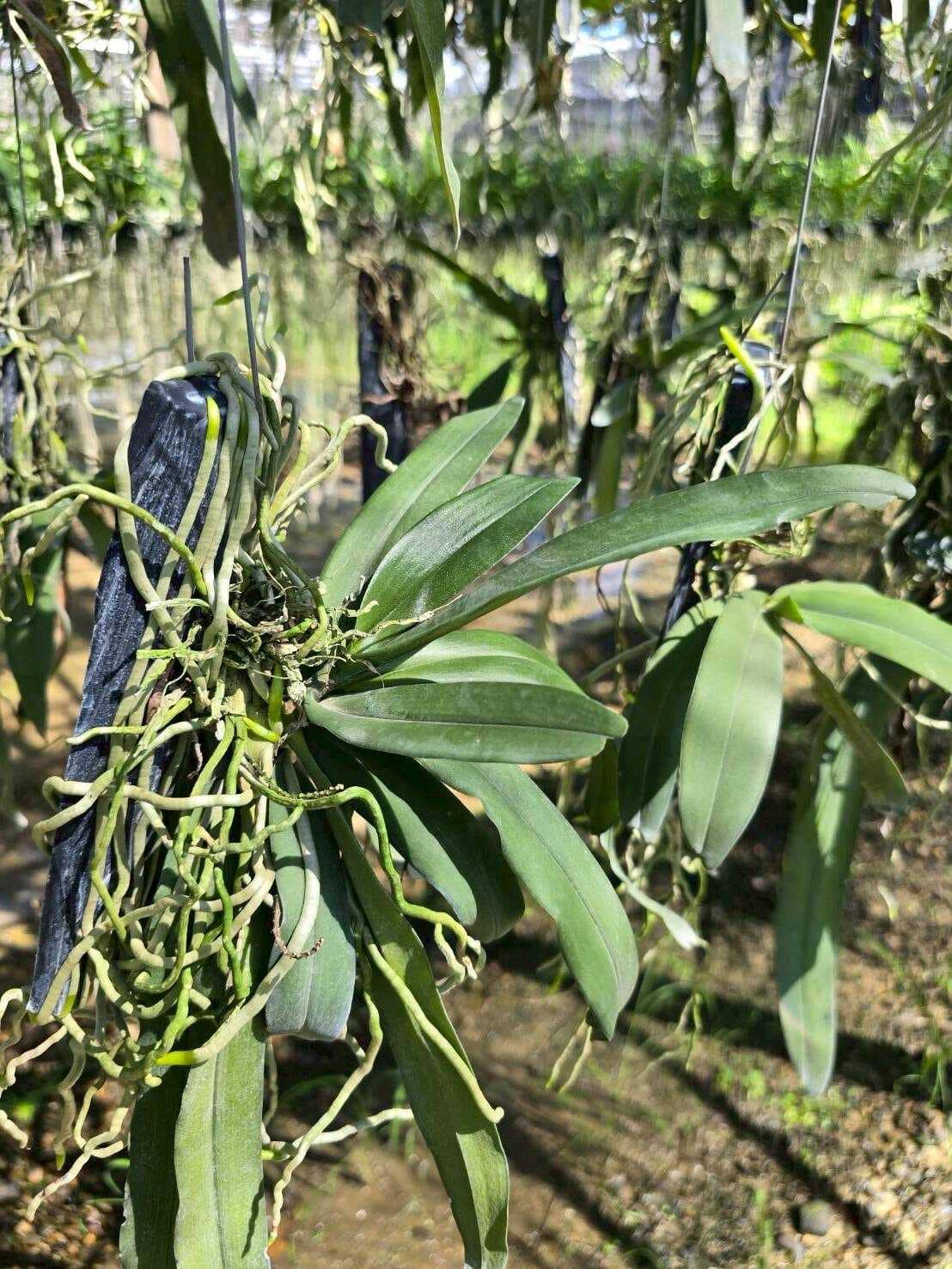 Pomatocalpa spicata - Pomatocalpa spicata