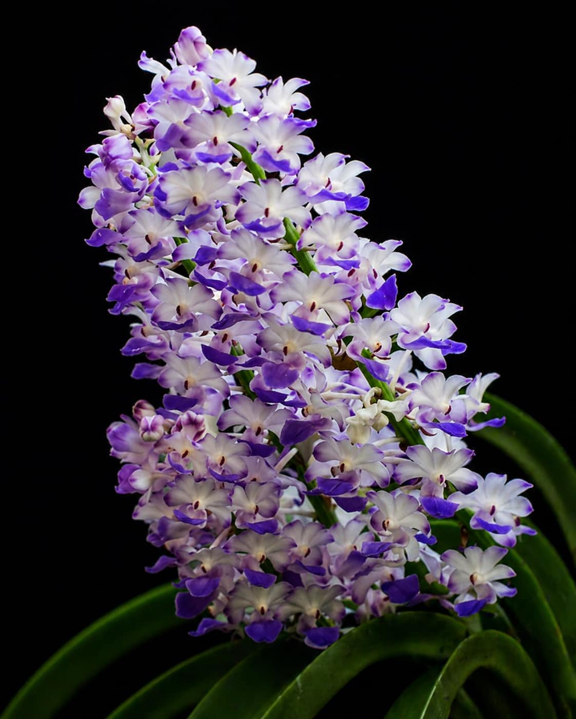 Rhynchostylis coelestis Blue - Rhynchostylis coelestis Blue