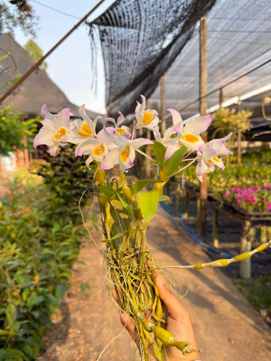 Dendrobium findlayanum (Normal form) - Dendrobium findlayanum