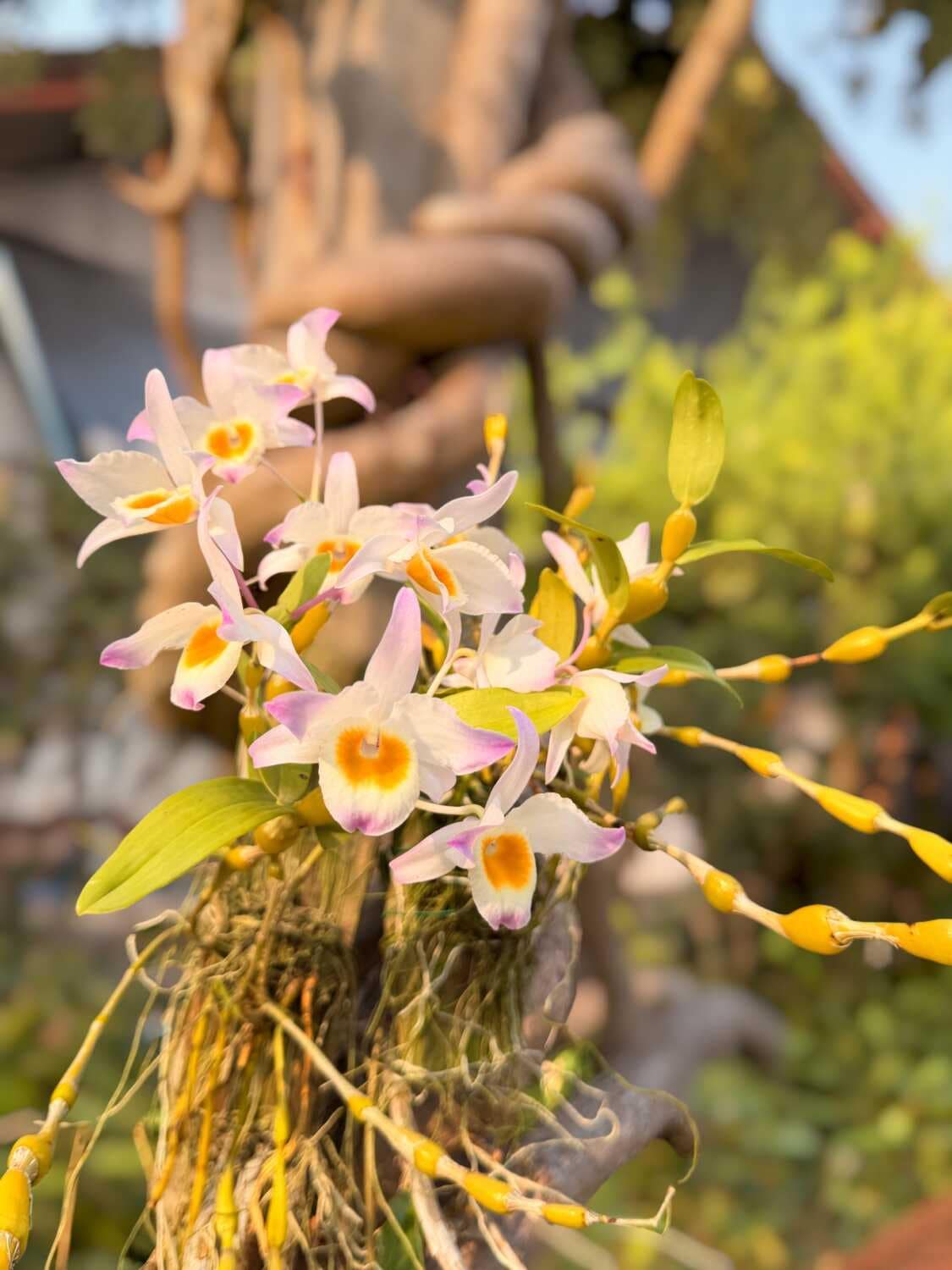 Dendrobium findlayanum (Normal form) - Dendrobium findlayanum