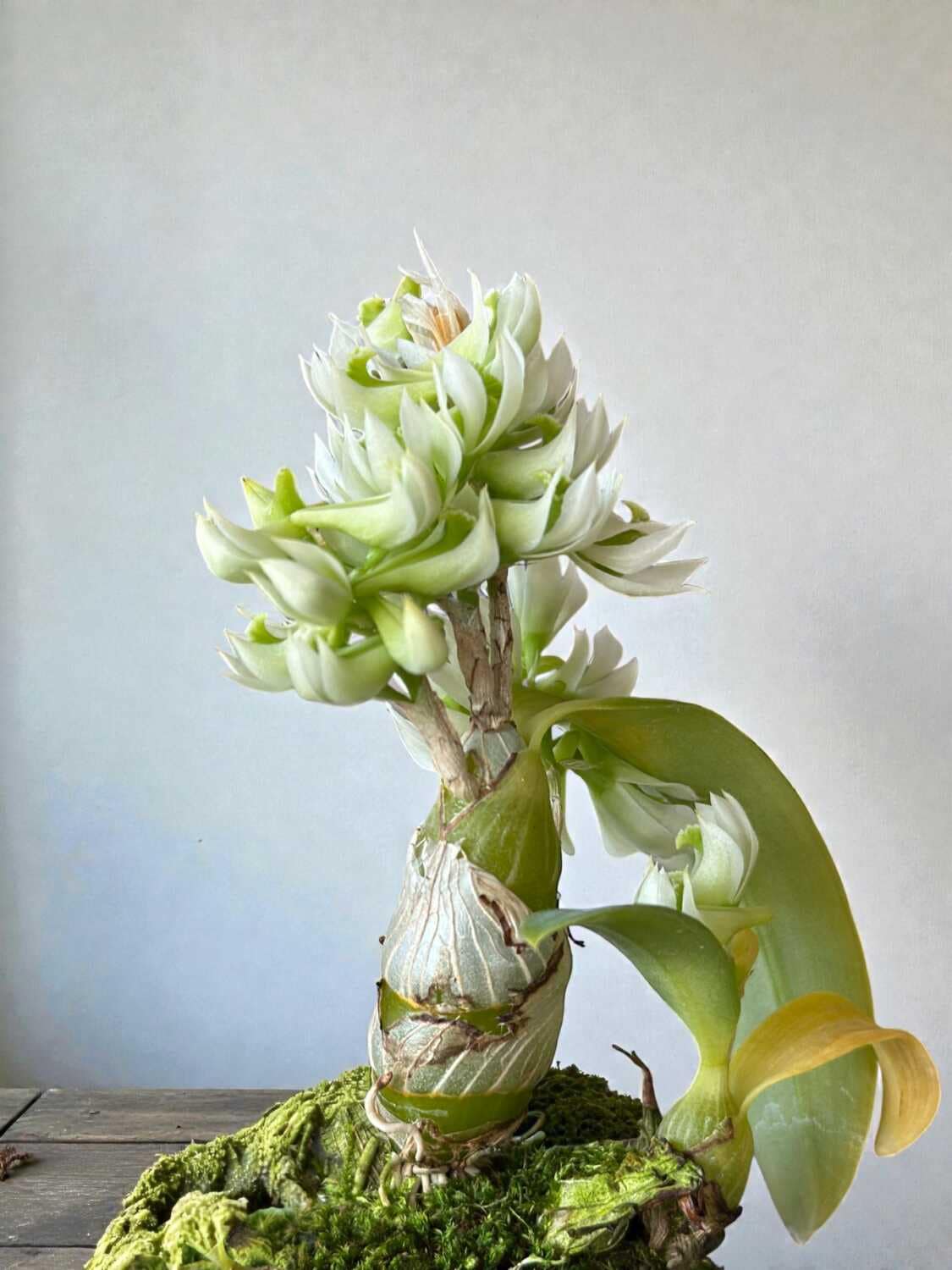 Dendrobium peguanum Alba - Dendrobium peguanum Alba