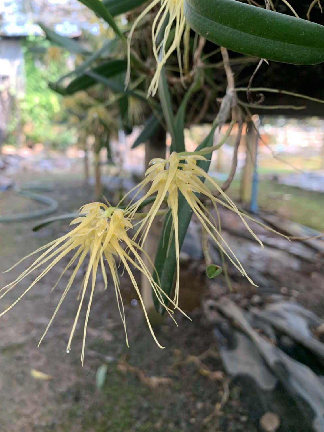 Bulbophyllum verginatum - Bulbophyllum verginatum blooming size orchid with yellow green flowers