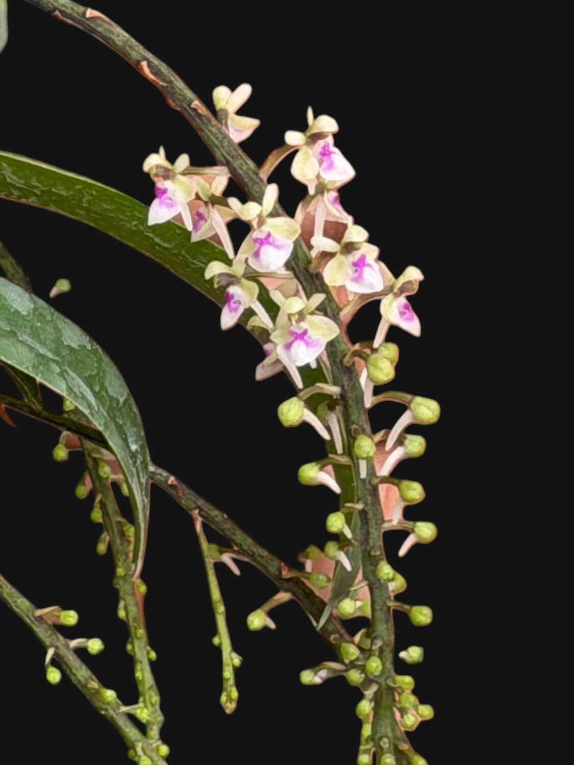 Saccolabiopsis pusilla - Saccolabiopsis pusilla