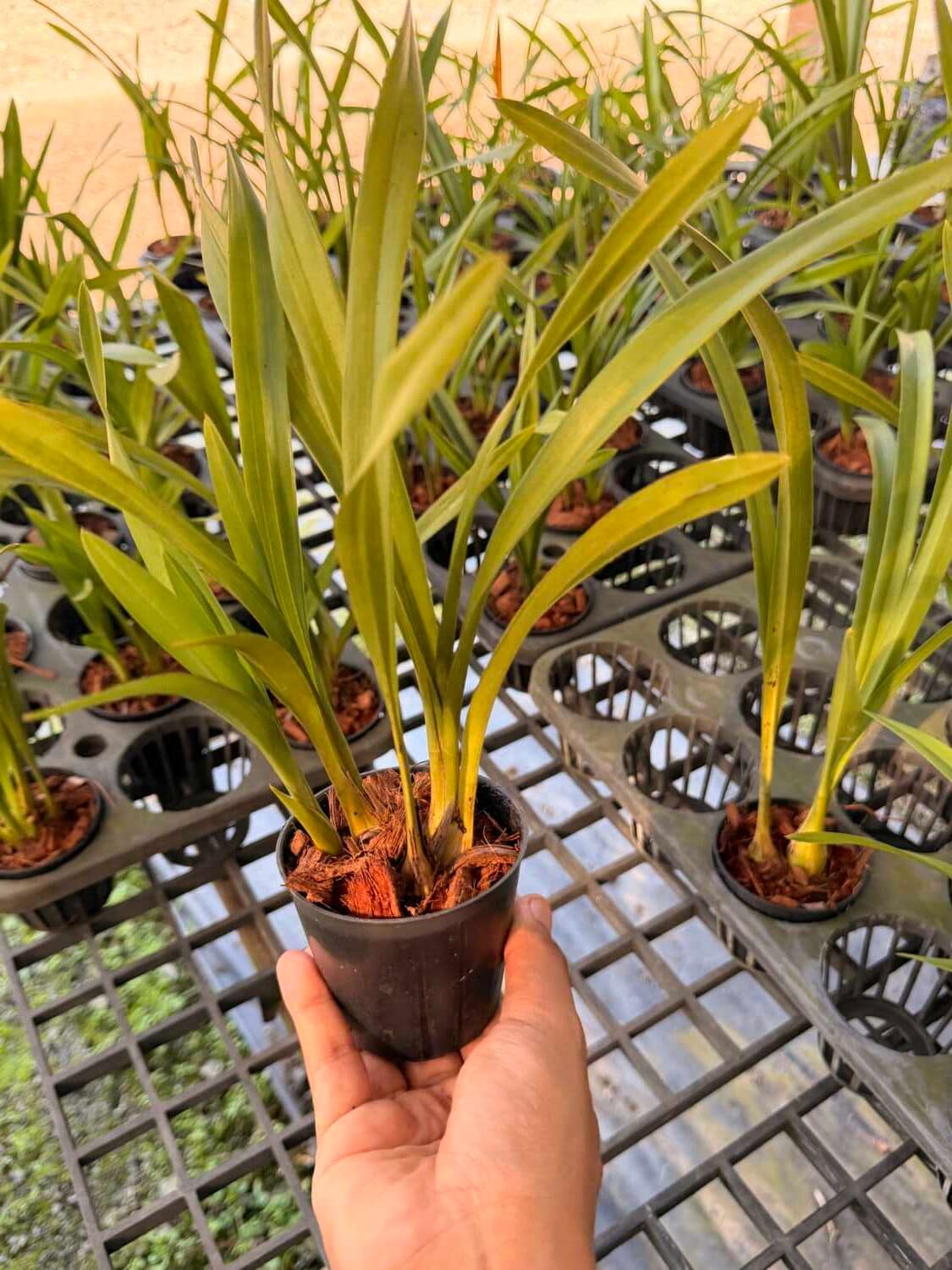 Cymbidium Green Pink Lip (Small - Medium) - Cymbidium Green Pink Lip (Small - Medium) - Image 6