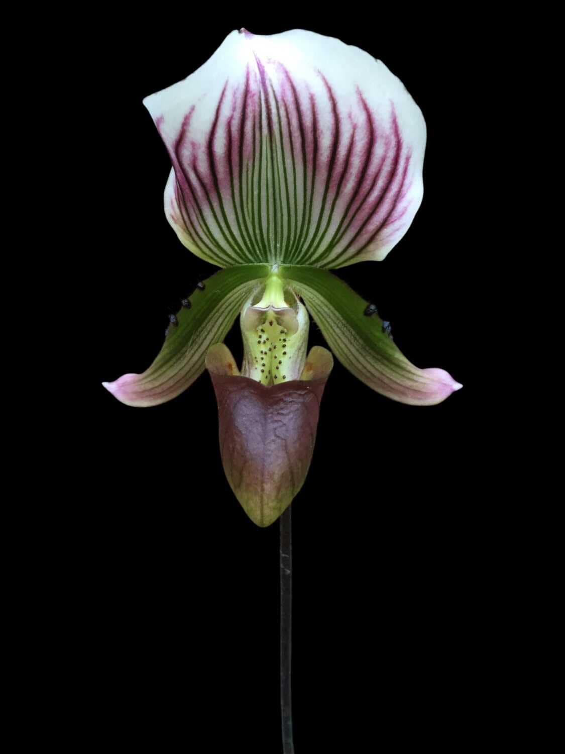 Paphiopedilum callosum - Paphiopedilum callosum