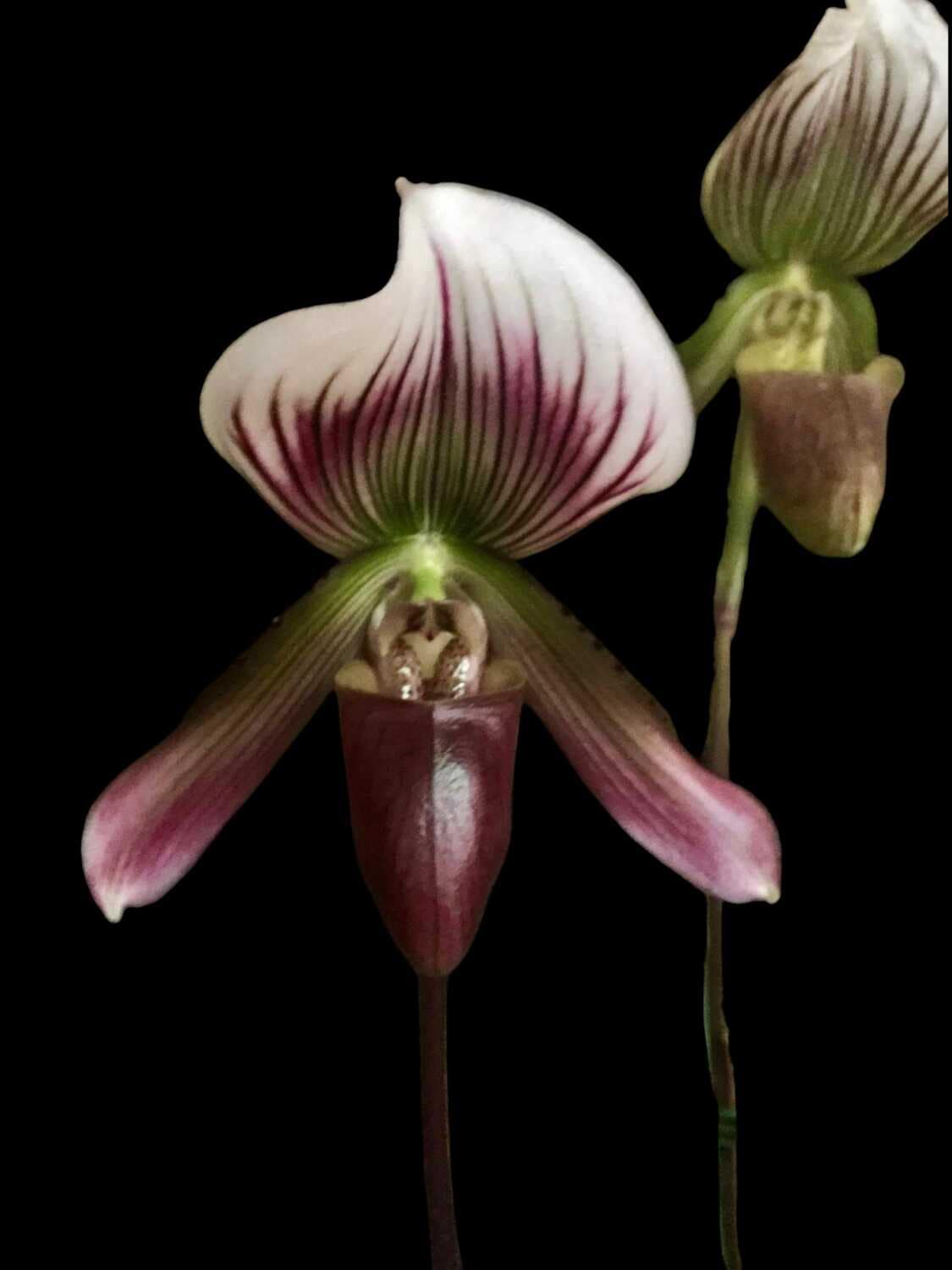 Paphiopedilum callosum - Paphiopedilum callosum - Image 2