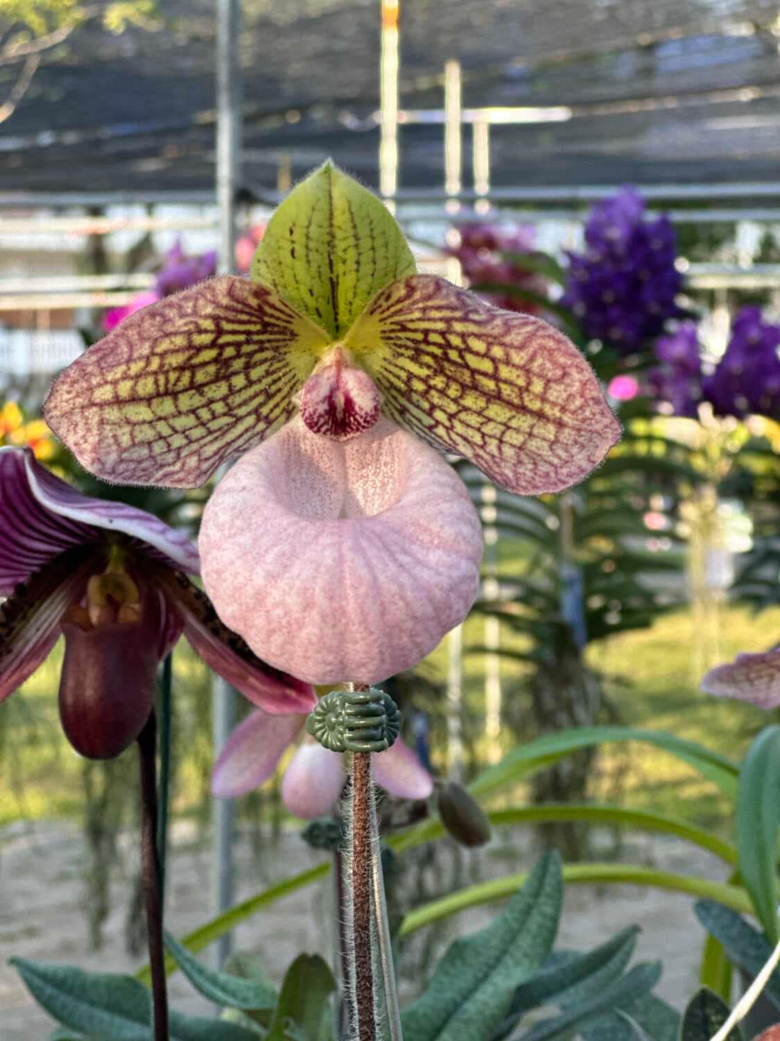 Paphiopedilum micranthum - Paphiopedilum micranthum