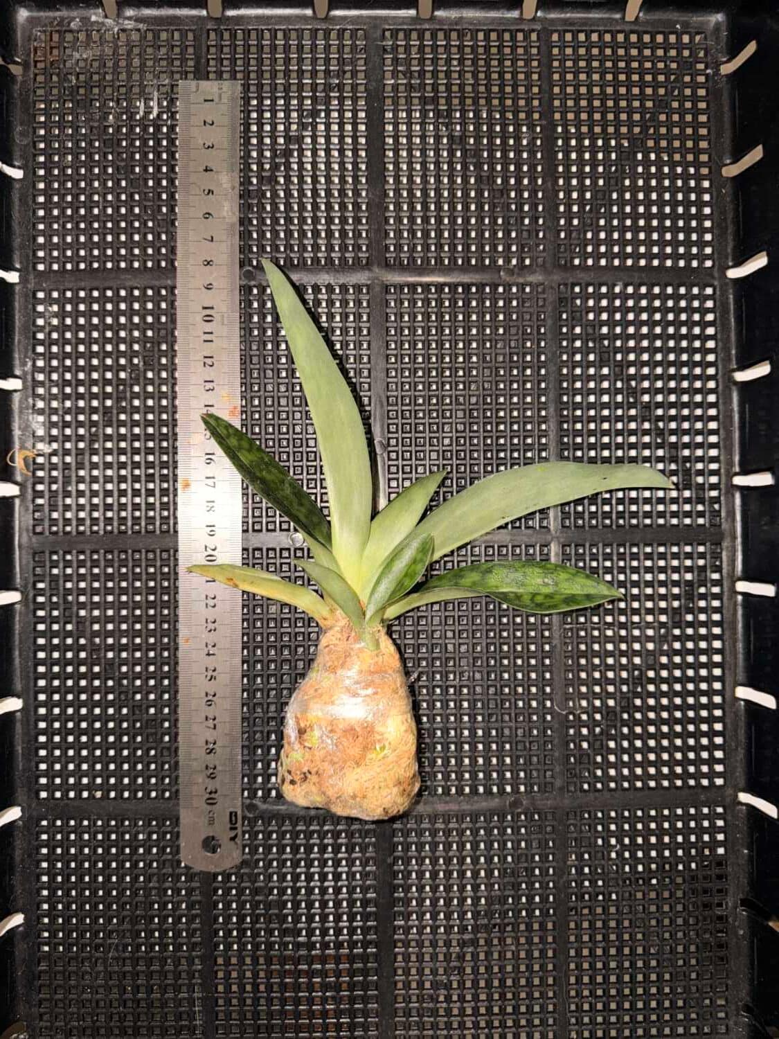 Paphiopedilum callosum - Paphiopedilum callosum