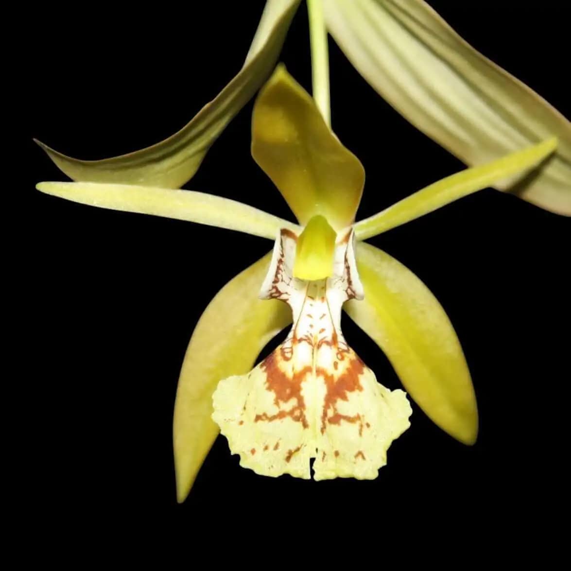 Coelogyne schilleriana (Blooming Size) - coelogyne schilleriana