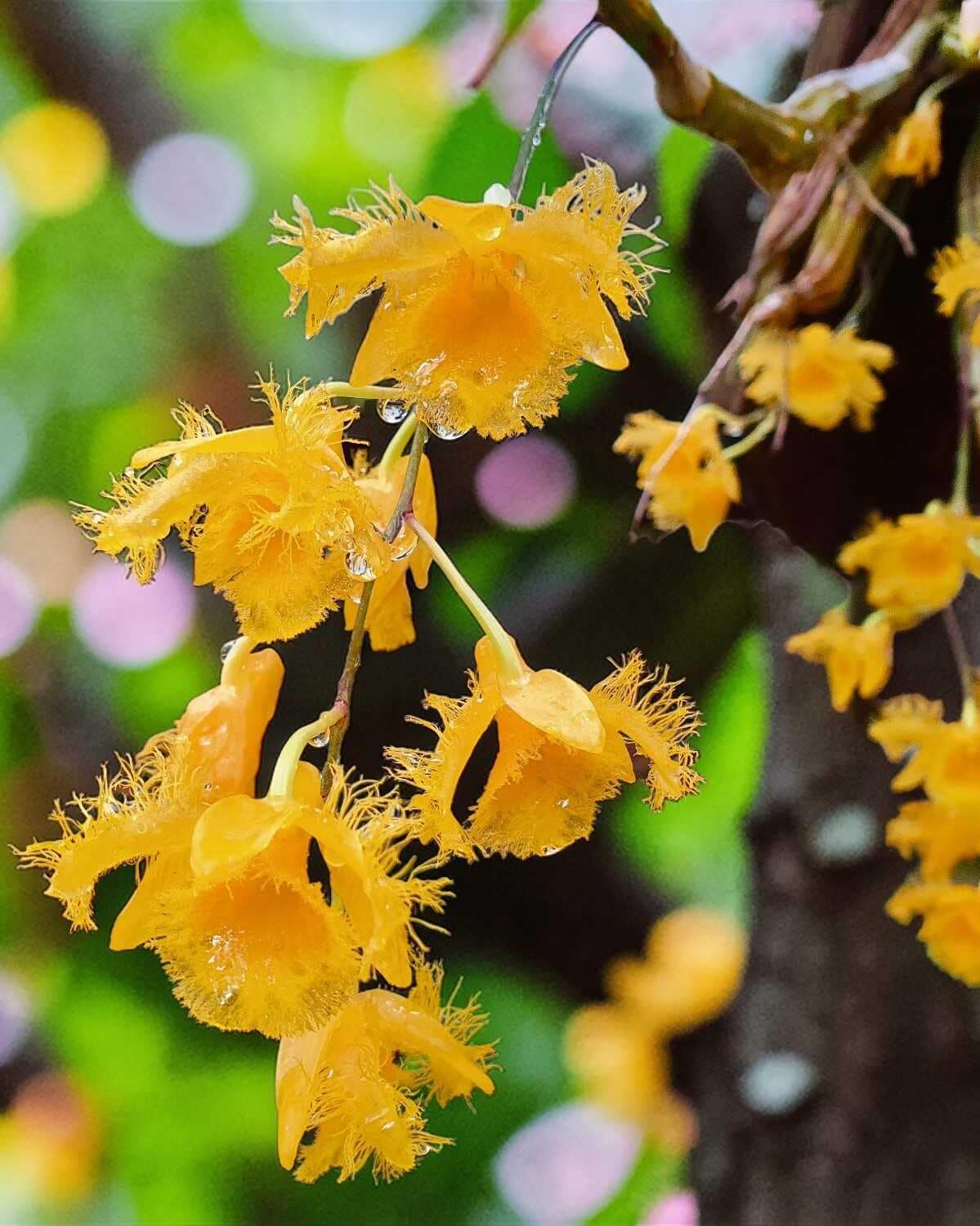 Dendrobium harveyanum (Coming Soon) - Dendrobium harveyanum