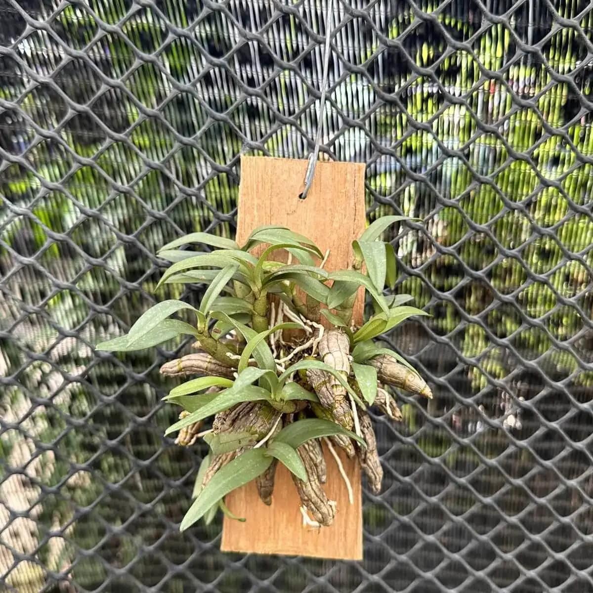 Dendrobium bellatulum Large - : Dendrobium bellatulum large