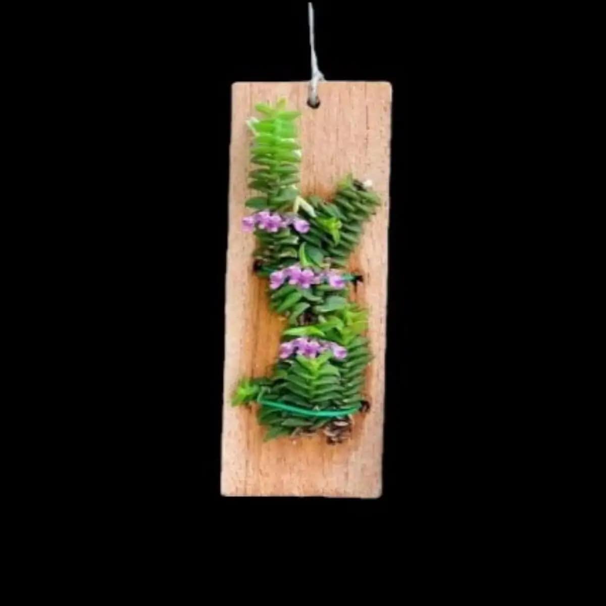 schoenorchis scolopendria