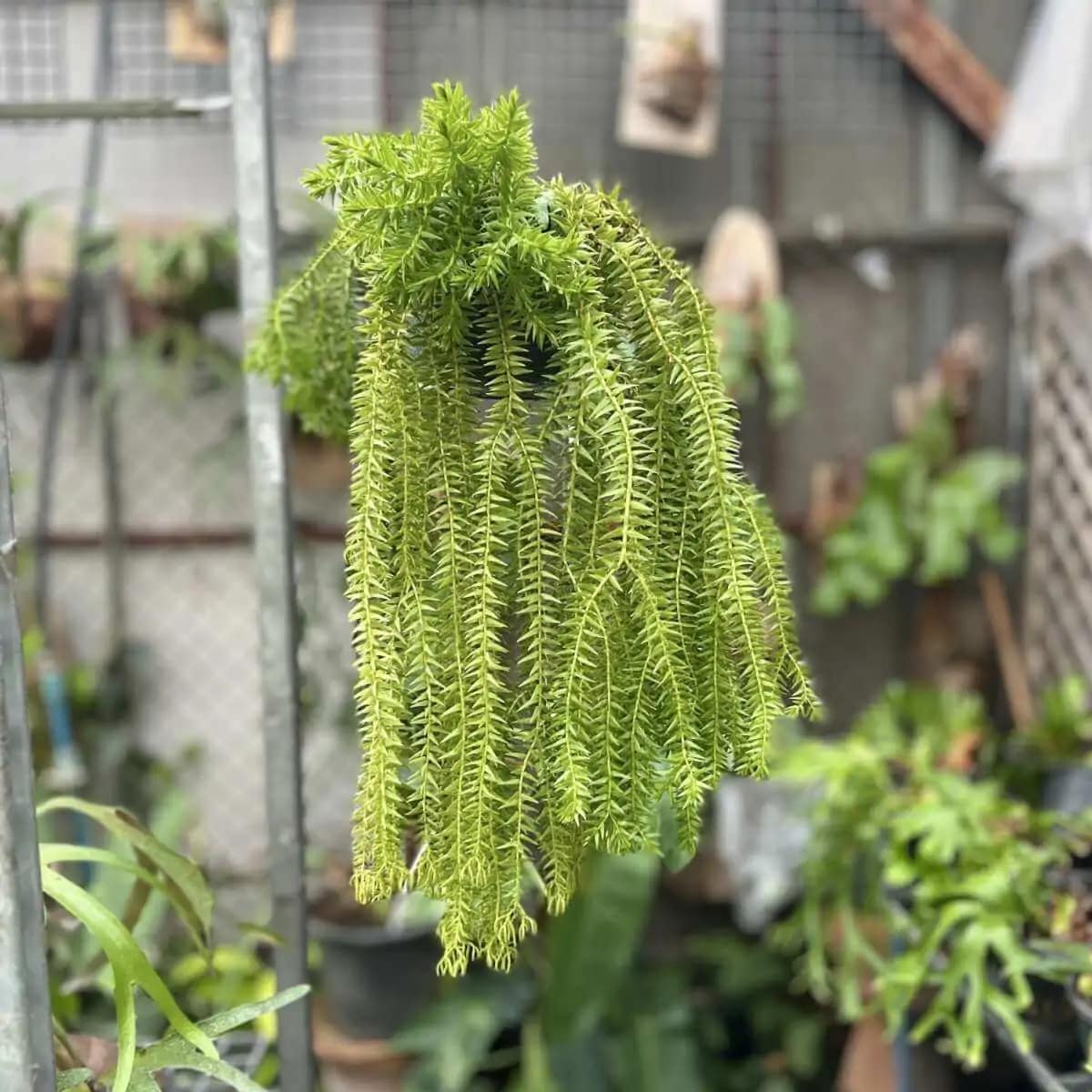 Lycopodium squarrosum - Lycopodium squarrosum - Image 2