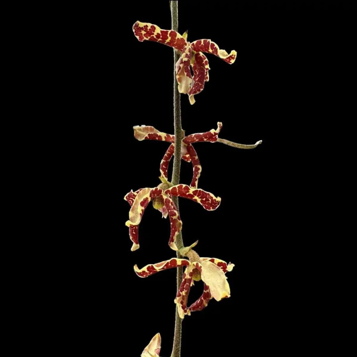 Dimorphorchis lowii - Dimorphorchis lowii