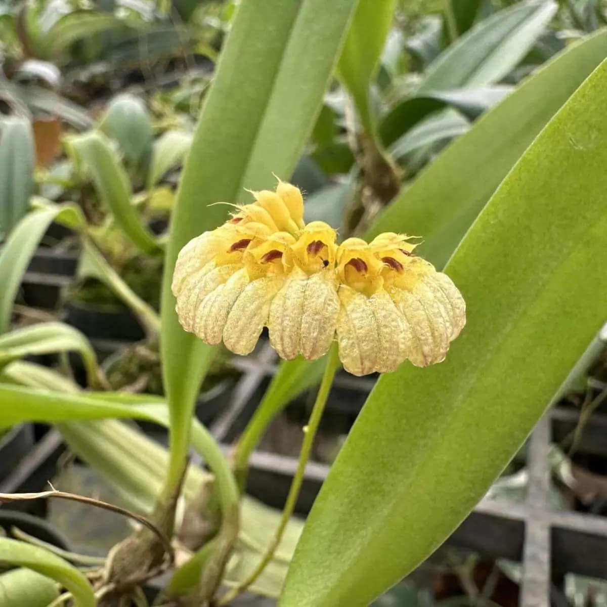 Bulbophyllum auratum "Yellow" - Bulbophyllum auratum Yellow