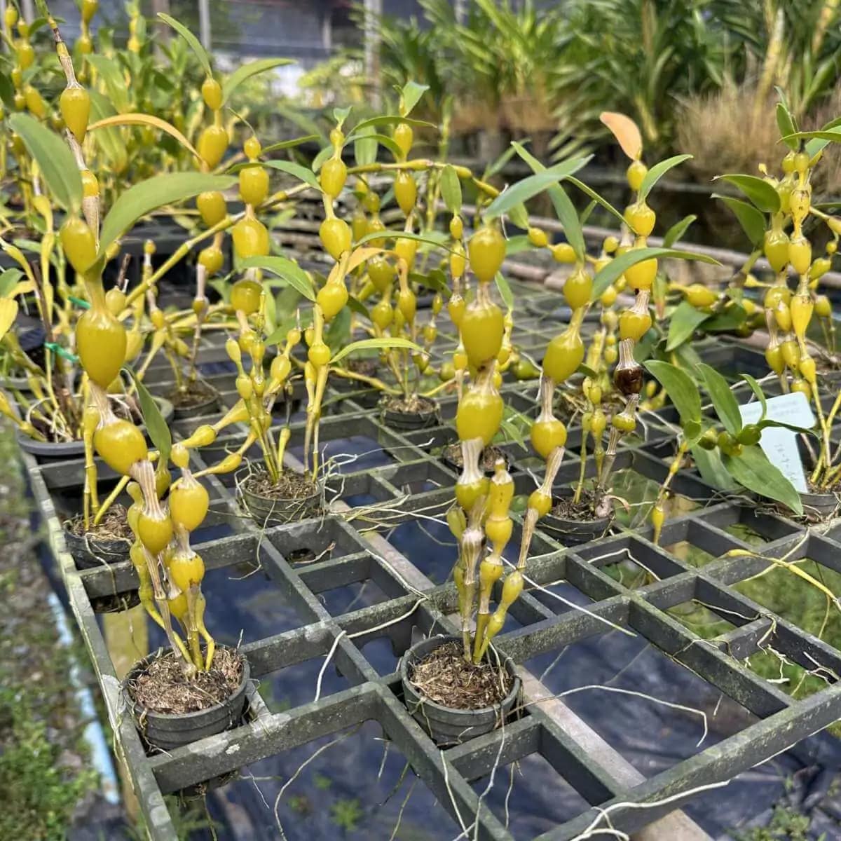 Dendrobium findlayanum (Normal form) - Dendrobium findlayanum