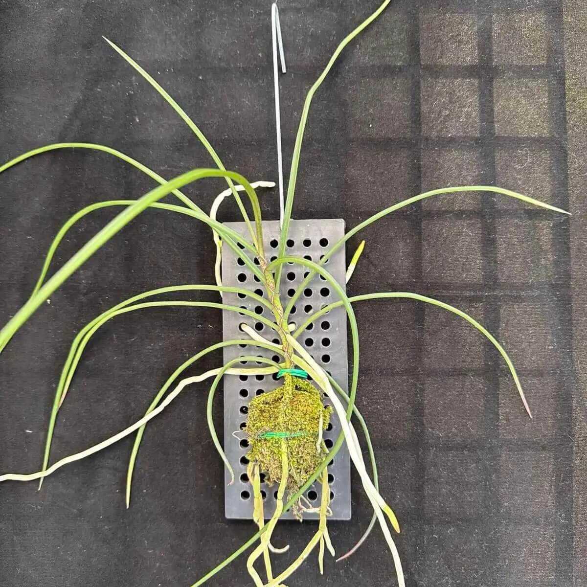 Holcoglossum kimballianum - Holcoglossum Kimballianum