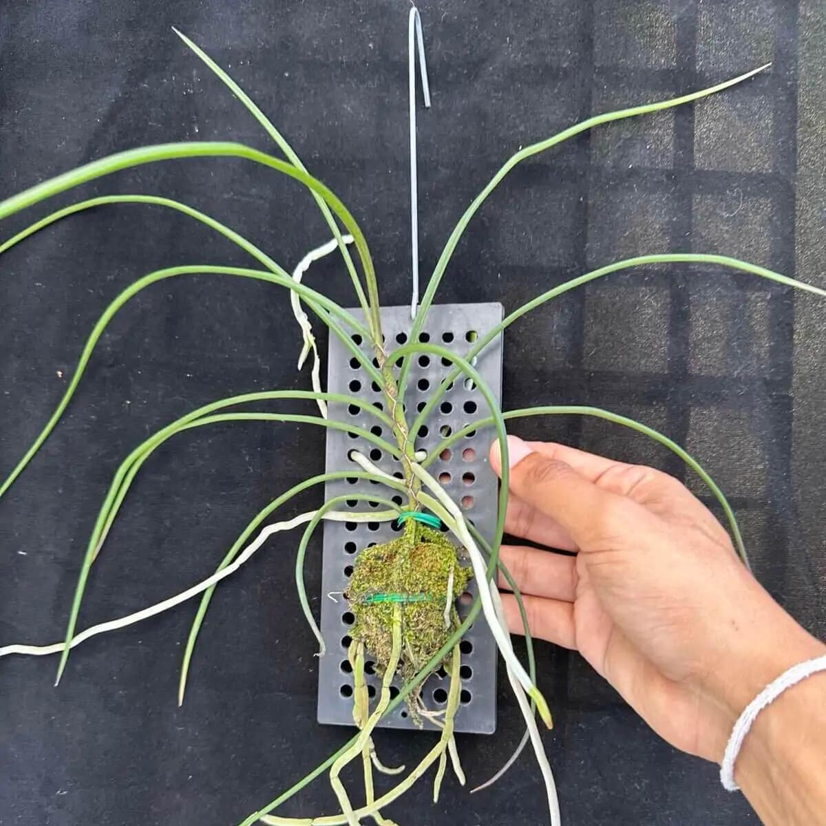 Holcoglossum kimballianum - Holcoglossum kimballianum