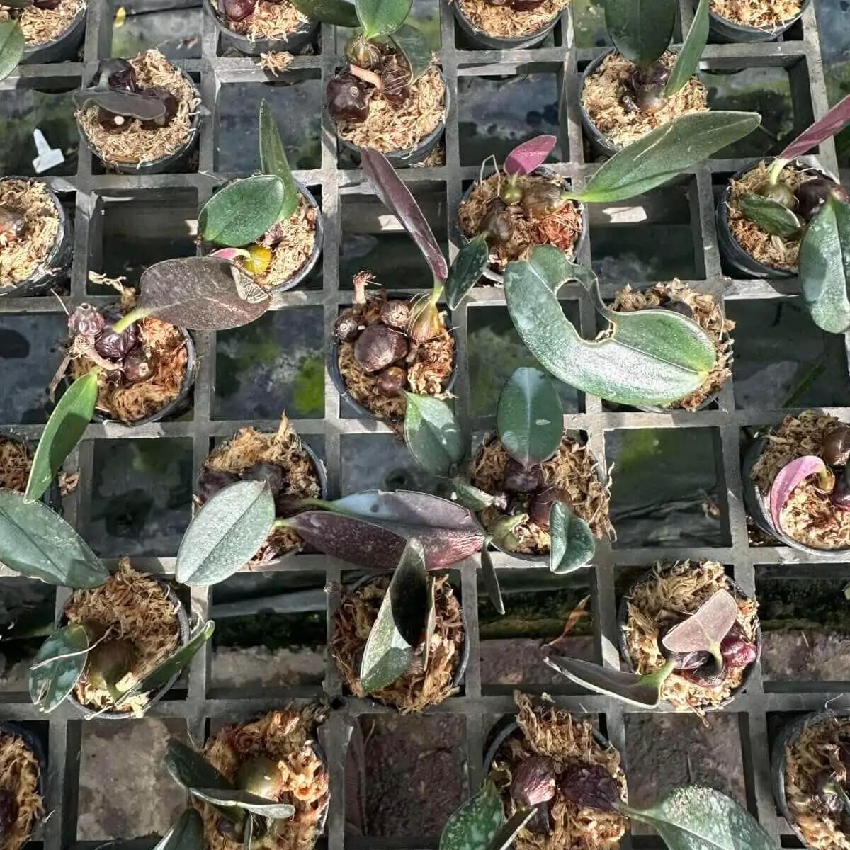 Bulbophyllum dayanum for sale (1)