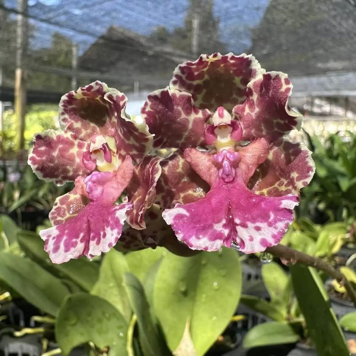 Trichocentrum Ollie Palmer Hybrid (Small Size) - Trichocentrum Ollie Palmer Oncidium Trichocentrum hybrid
