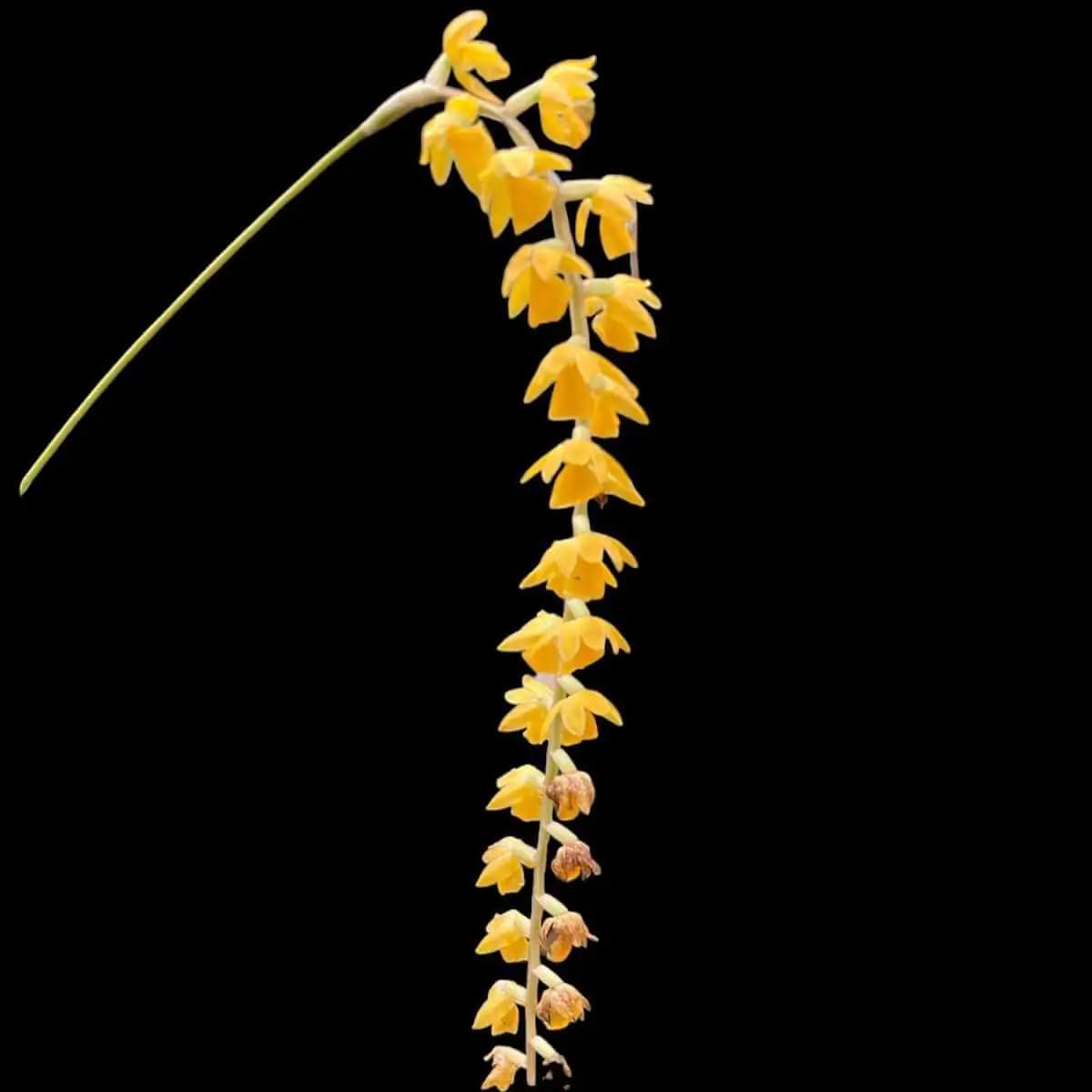 Dendrochilum formosanum - Dendrochilum formosanum