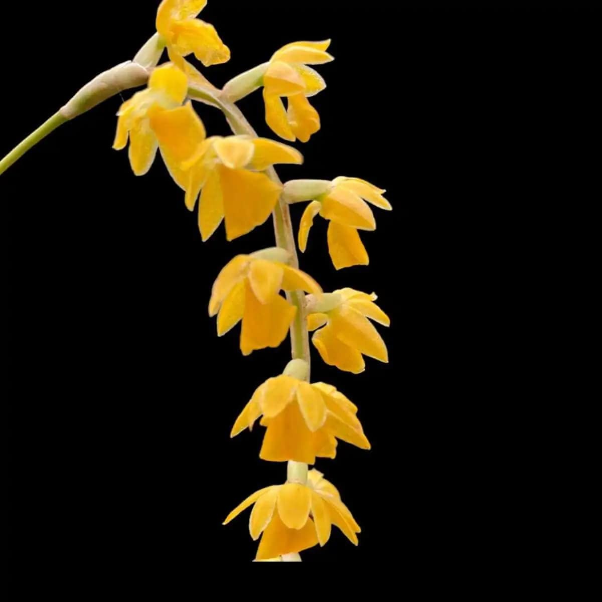 Dendrochilum formosanum - Dendrochilum formosanum - Image 2