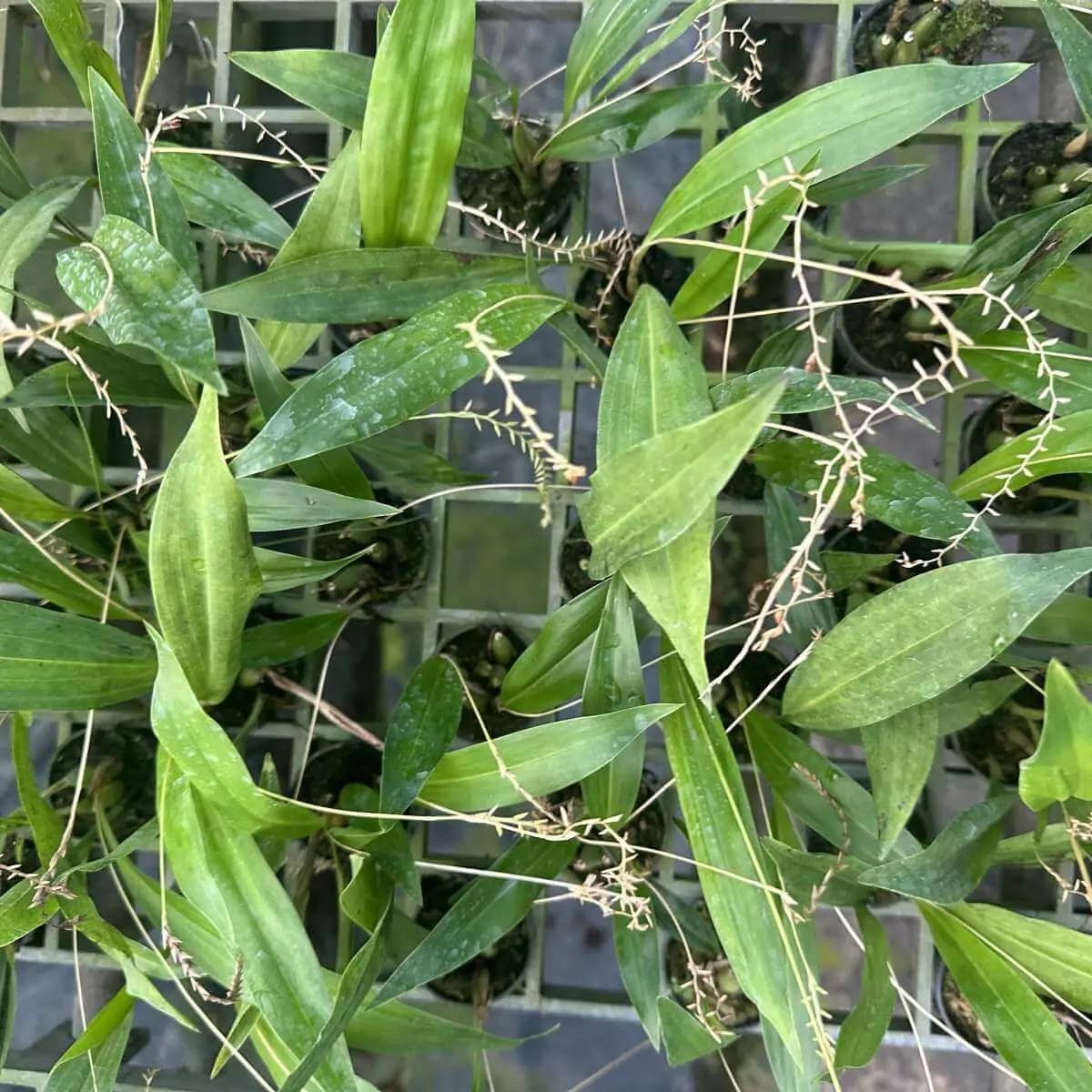Dendrochilum formosanum - Dendrochilum formosanum - Image 4