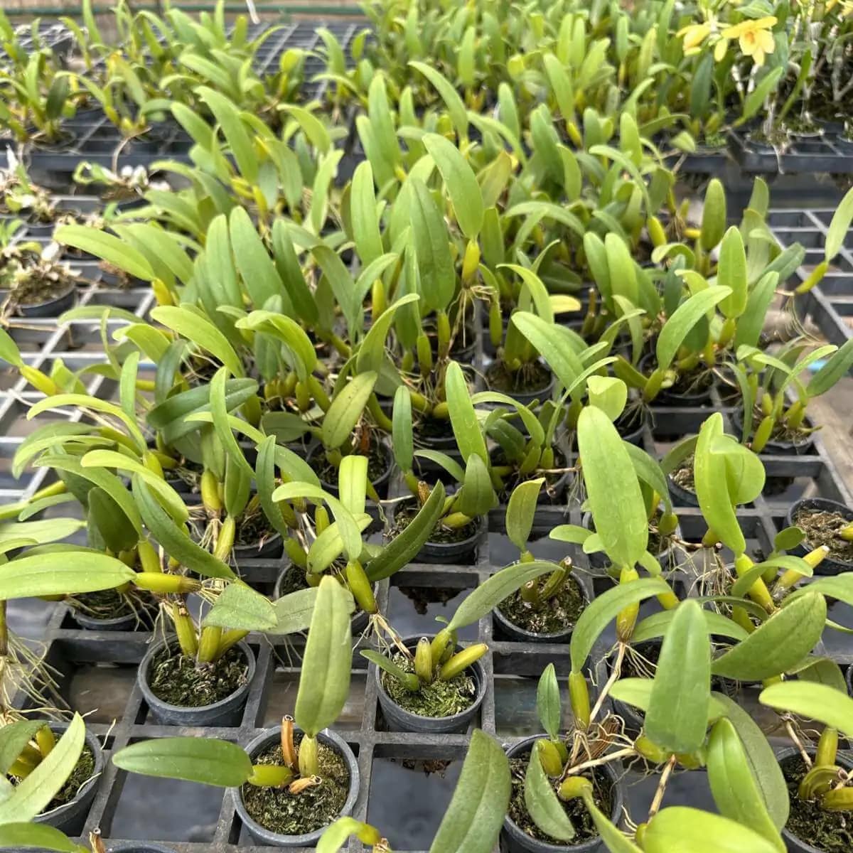 Bulbophyllum odoratissimum - Bulbophyllum odoratissimum