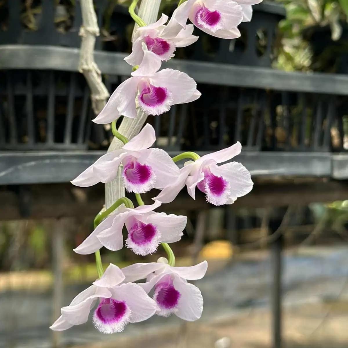 Dendrobium parishii var.semi-alba Red wine