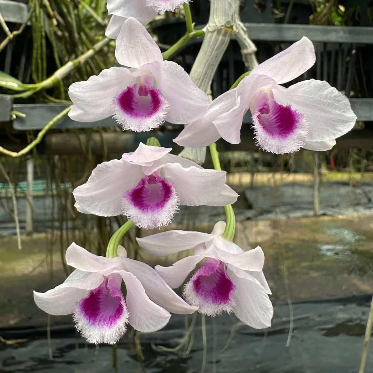 Dendrobium parishii var.semi-alba Red wine