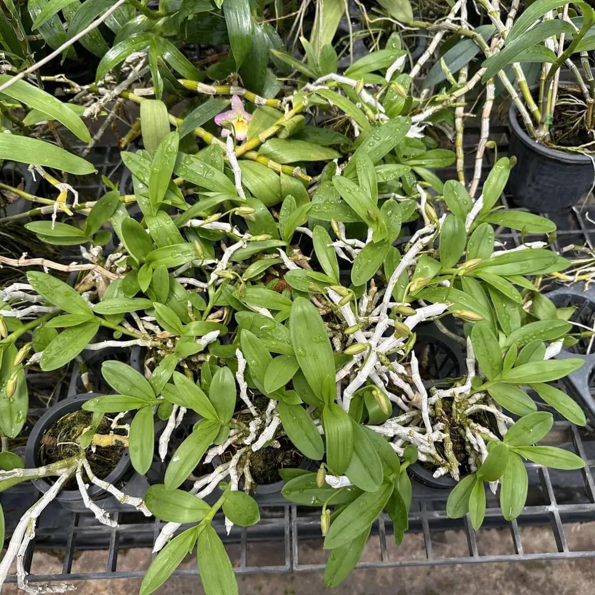 Dendrobium parishii var.semi-alba Red wine