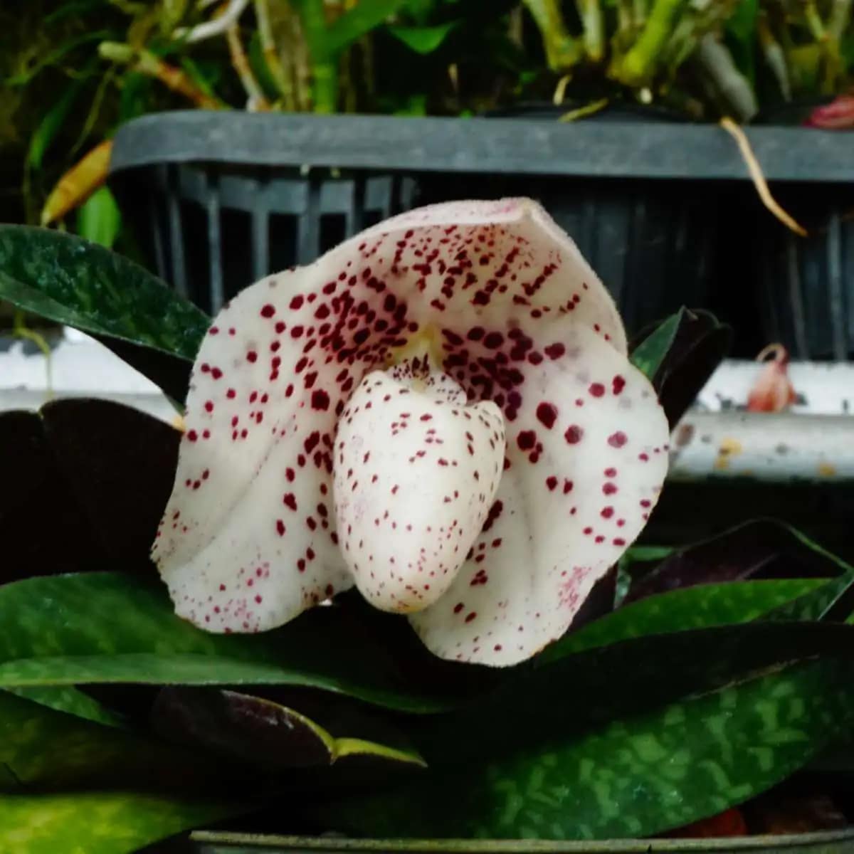 Paphiopedilum bellatulum