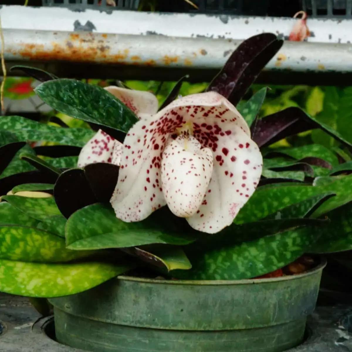 Paphiopedilum bellatulum