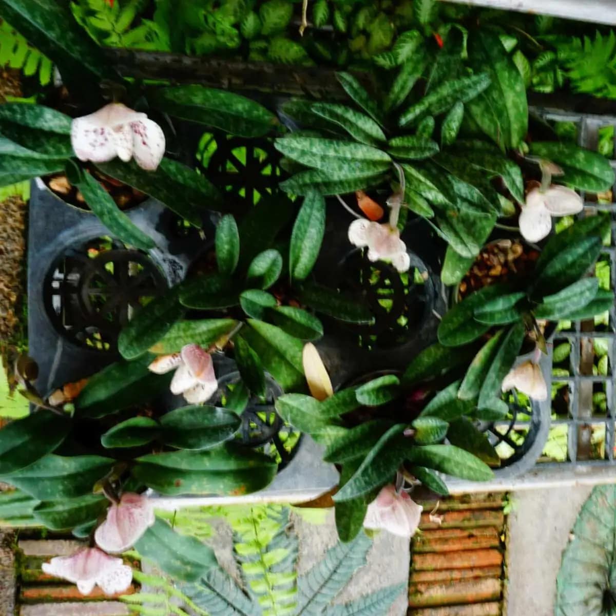 Paphiopedilum bellatulum