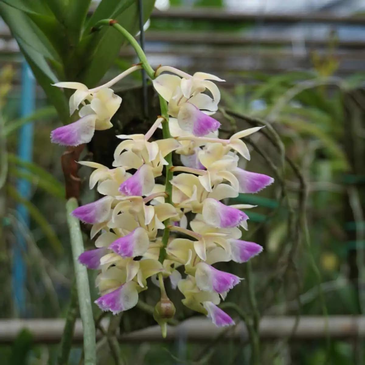 Aerides houlettiana - Aerides houlettiana