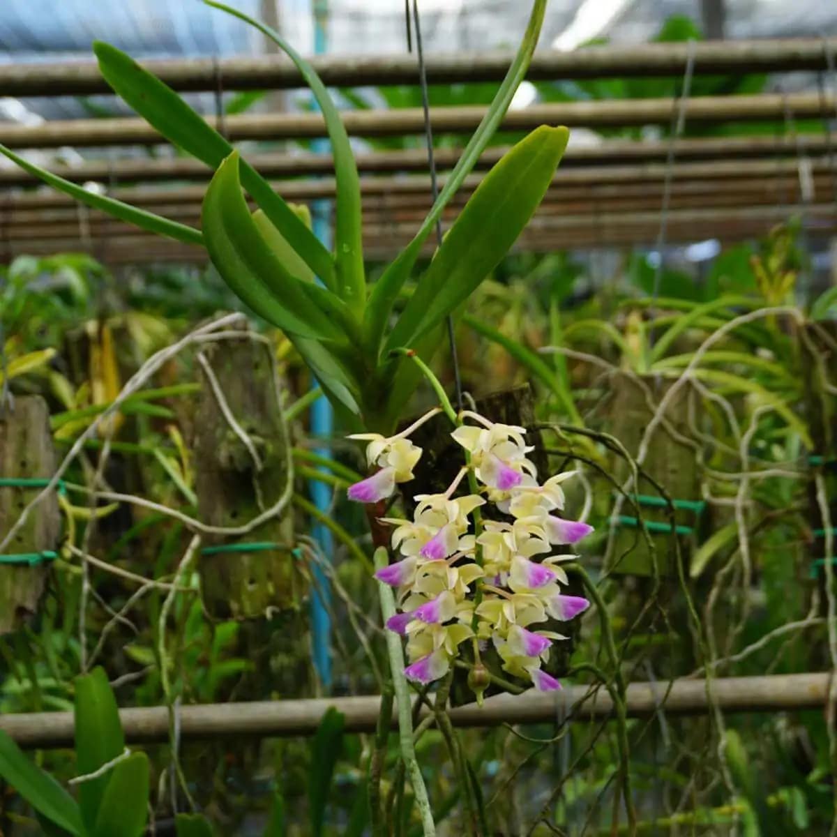 Aerides houlettiana - Aerides houlettiana