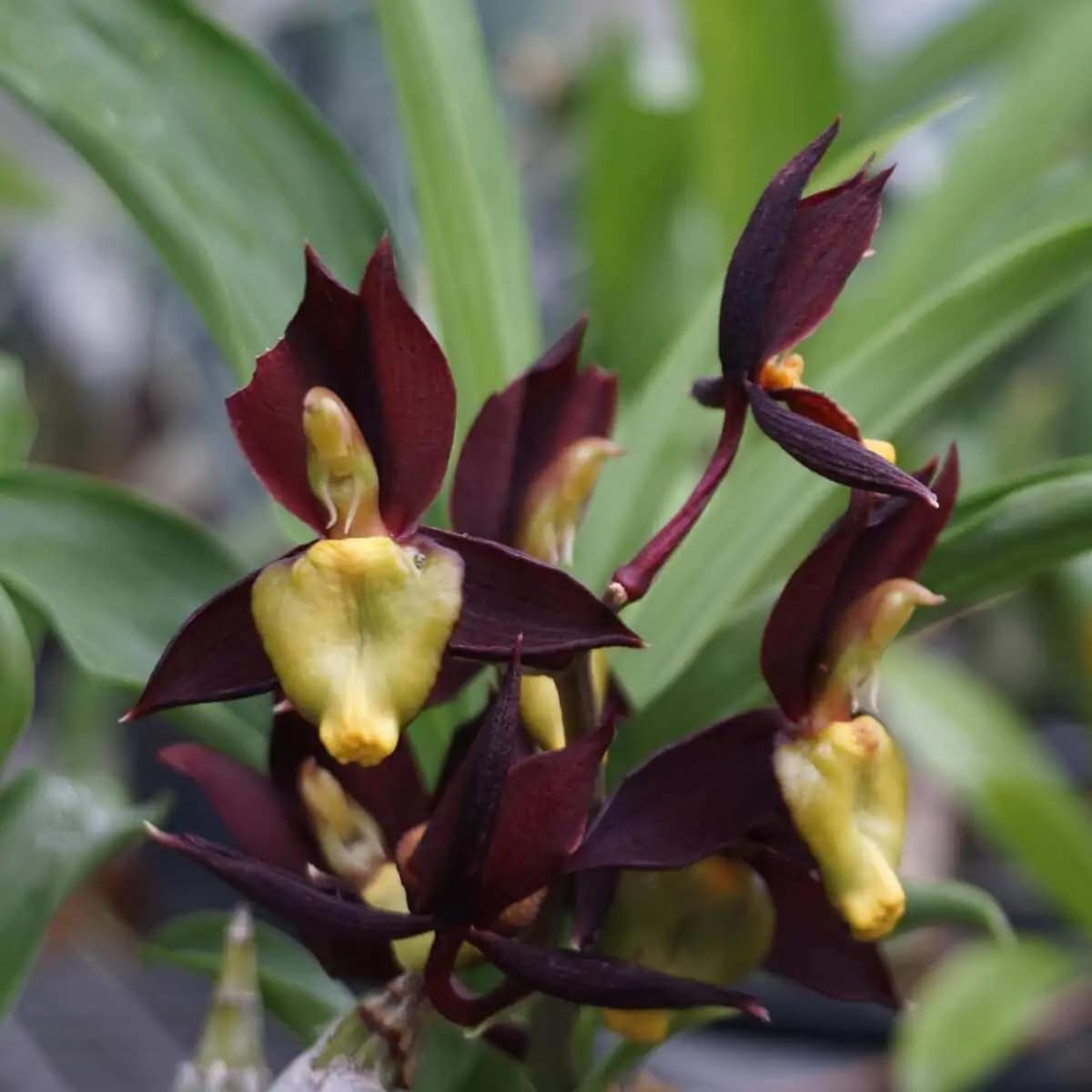 Catasetum tenebrosum - catasetum-tenebrosum