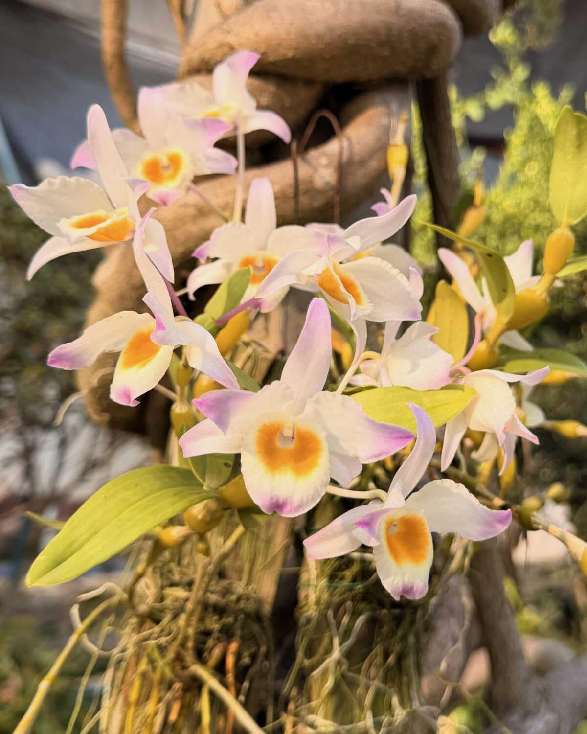 Dendrobium findlayanum (Normal form) - Dendrobium findlayanum