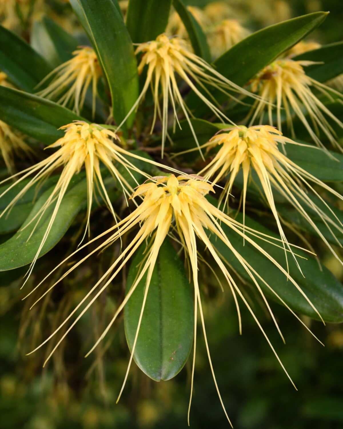 Bulbophyllum verginatum - bulbophyllum-verginatum-blooming-size-orchid.jpg