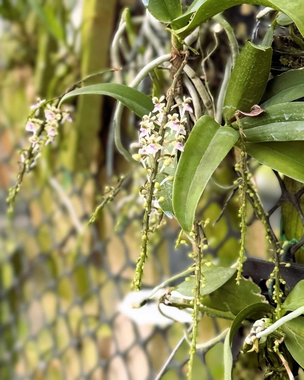 Saccolabiopsis pusilla - Saccolabiopsis pusilla