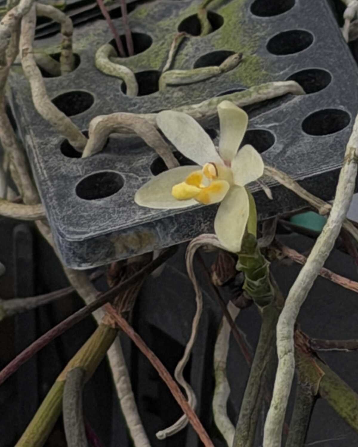 Thrixspermum filiforium - Thrixspermum filiforme