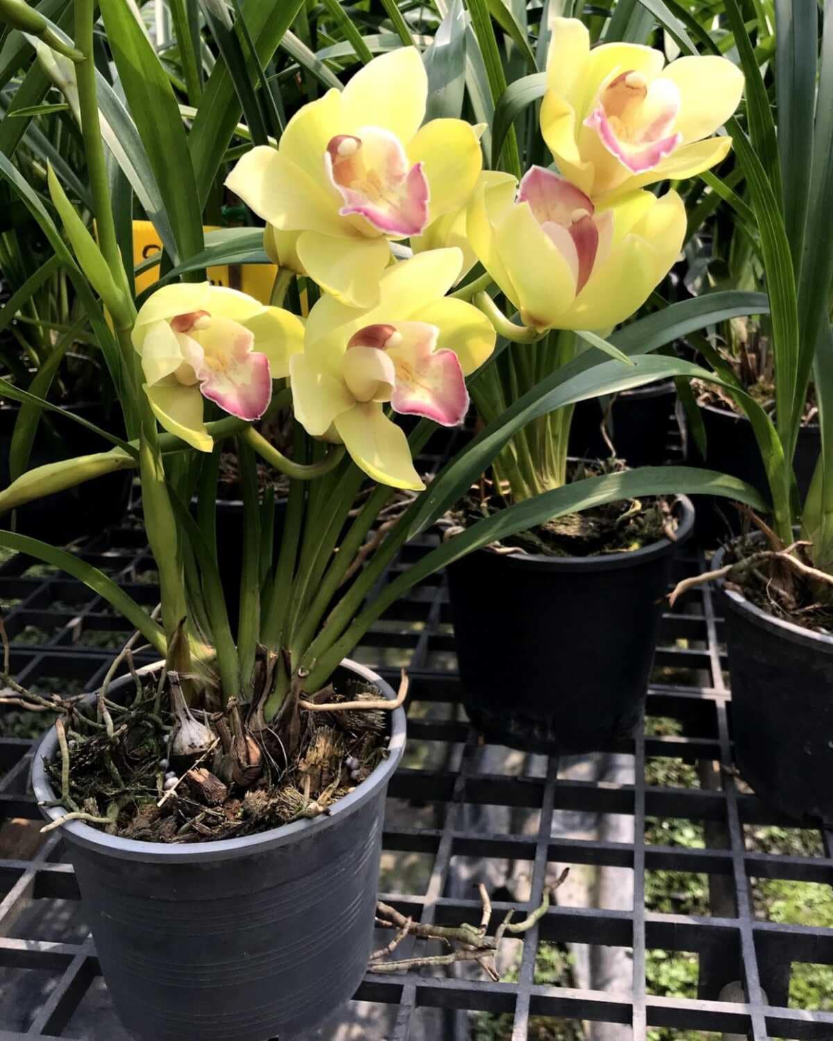 Cymbidium Green Pink Lip (Small - Medium) - Cymbidium Green Pink Lip Orchid