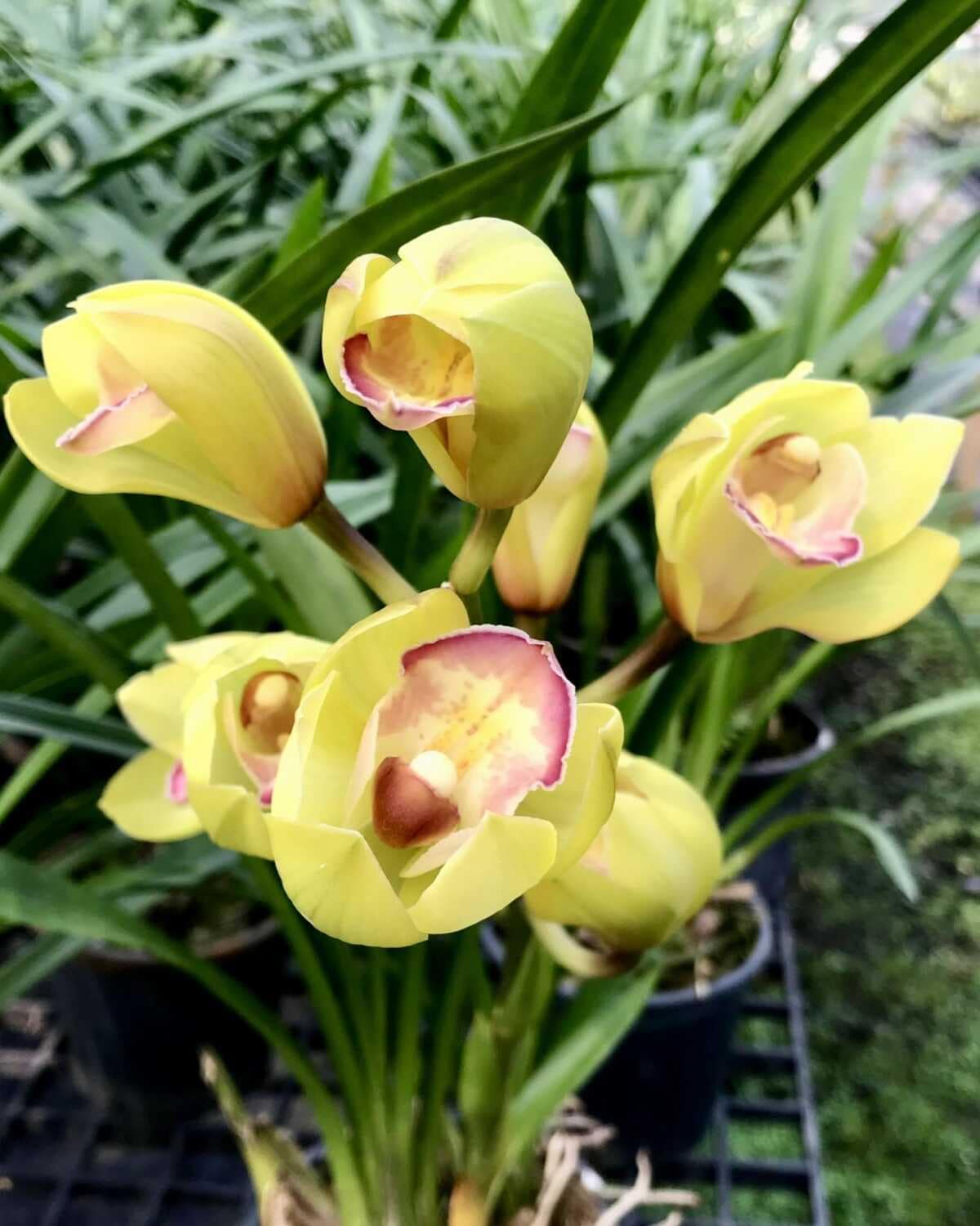 Cymbidium Green Pink Lip (Small - Medium) - Cymbidium Green Pink Lip Orchid
