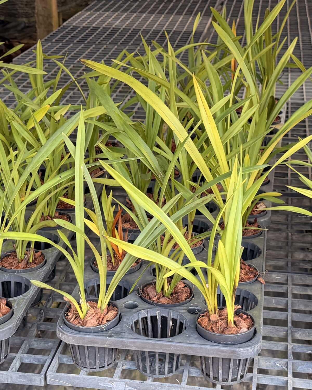 Cymbidium Green Pink Lip (Small - Medium) - Cymbidium Green Pink Lip Orchid