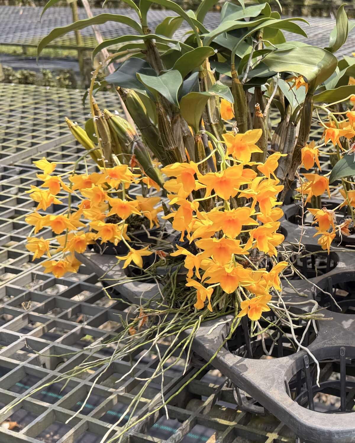 Dendrobium griffithianum - Dendrobium griffithianum