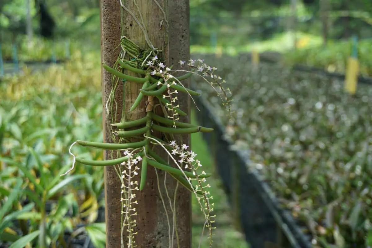 Cleisostoma arietinum