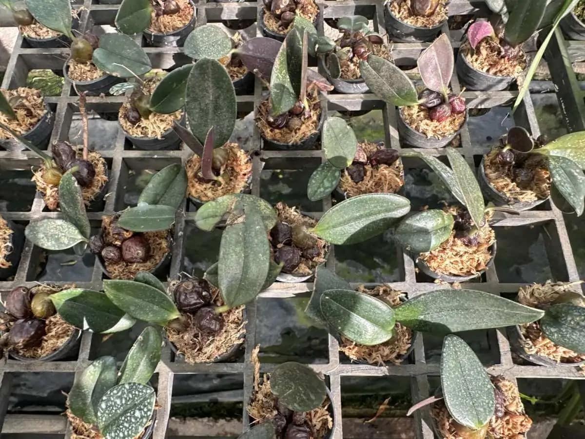Bulbophyllum dayanum for sale