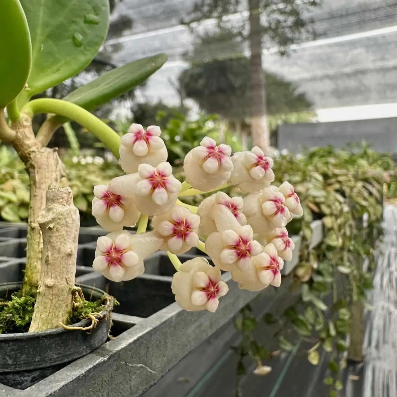 Hoya verticillata (SIB36) - Hoya verticillata