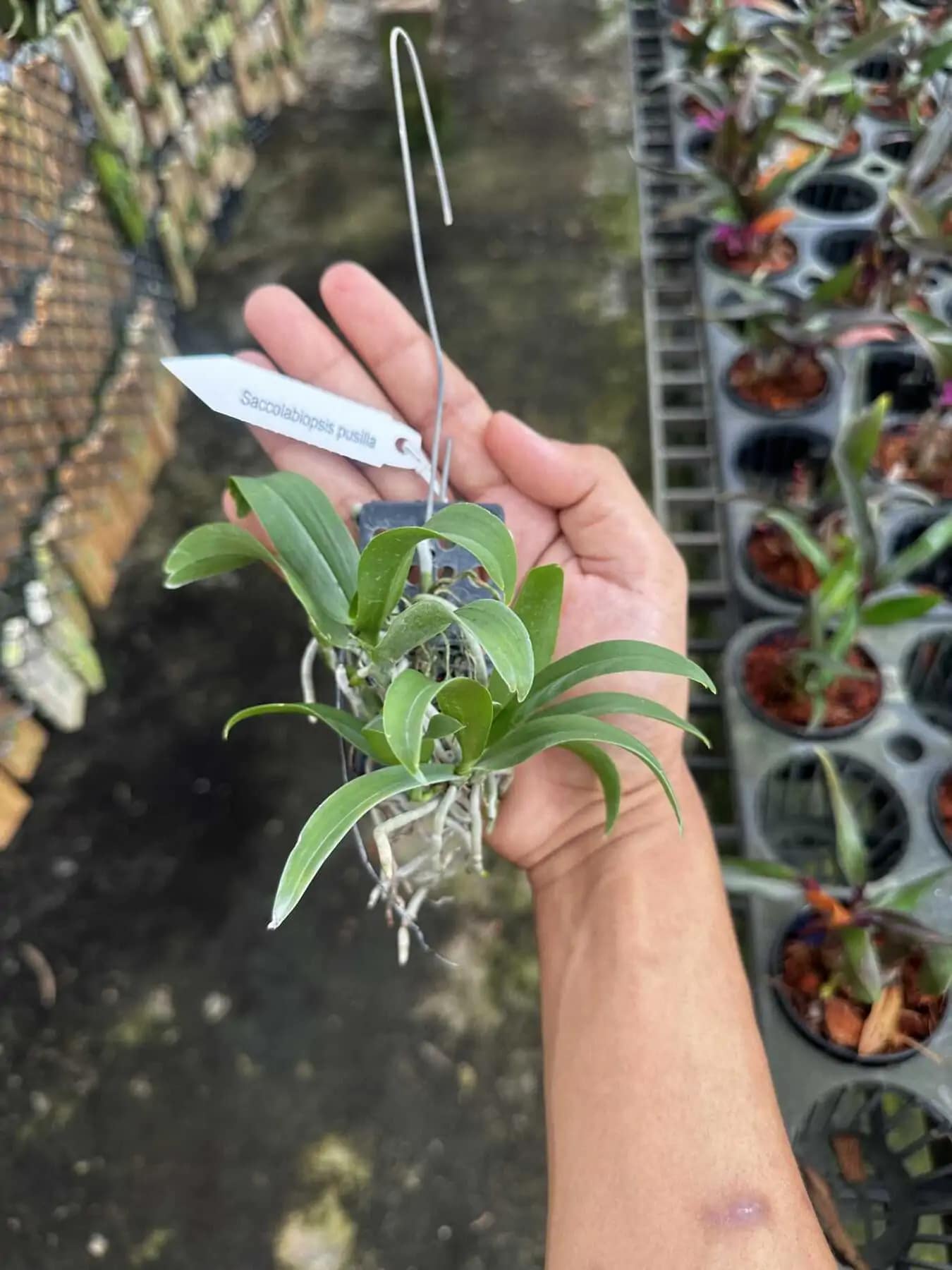 Saccolabiopsis pusilla - Saccolabiopsis pusilla